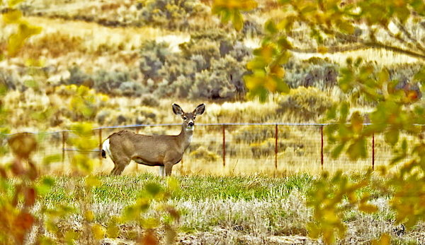 Klamath Falls Doe by Joyce Dickens Klamath Falls Doe by Joyce Dickens